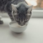 Quelle est la meilleure nourriture humide à donner à votre chat ?