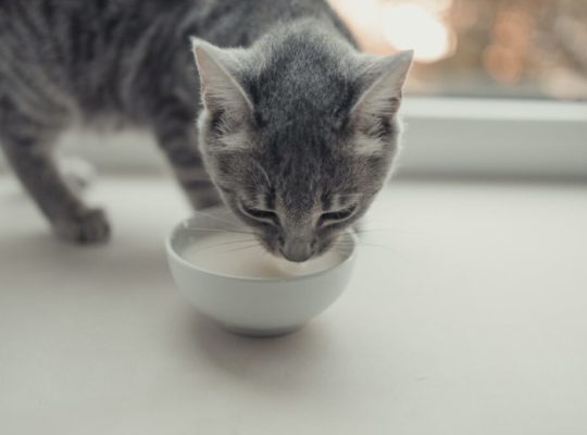 Quelle est la meilleure nourriture humide à donner à votre chat