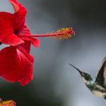 Découvrez l’univers de Dimensione Natura : Conseils et Inspirations Nature