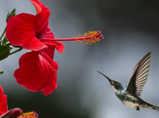 découvrez la beauté et la diversité de la nature à travers ses paysages époustouflants, sa faune fascinante et sa flore exceptionnelle. plongez dans un monde où chaque élément joue un rôle essentiel pour notre planète.