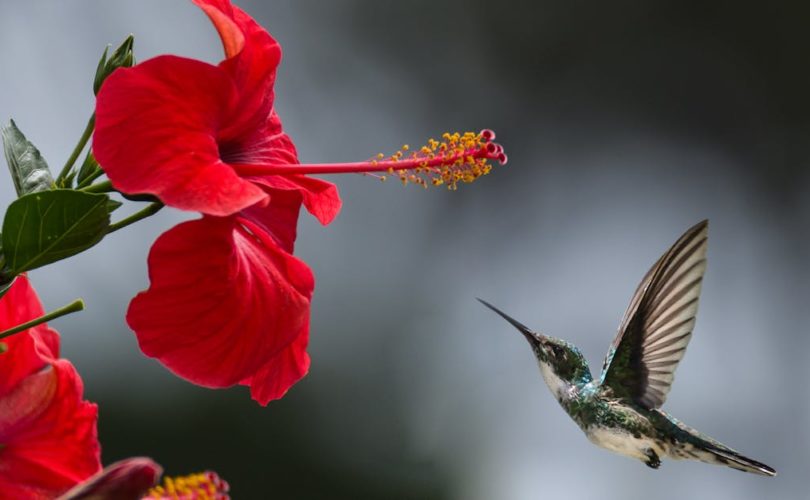 découvrez la beauté et la diversité de la nature à travers ses paysages époustouflants, sa faune fascinante et sa flore exceptionnelle. plongez dans un monde où chaque élément joue un rôle essentiel pour notre planète.