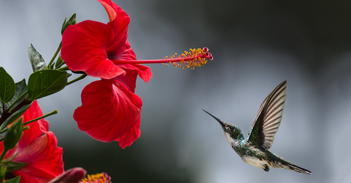 découvrez la beauté et la diversité de la nature à travers ses paysages époustouflants, sa faune fascinante et sa flore exceptionnelle. plongez dans un monde où chaque élément joue un rôle essentiel pour notre planète.