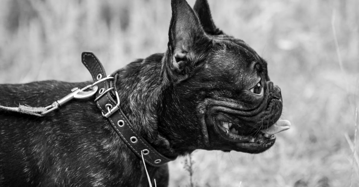 découvrez notre collection de colliers uniques, alliant style et élégance. que vous recherchiez un bijou pour une occasion spéciale ou un accessoire du quotidien, nos colliers sauront sublimer votre tenue. explorez nos designs variés et trouvez le collier parfait pour exprimer votre personnalité.