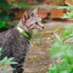 Pourquoi choisir un collier pour votre chat : avantages et conseils pratiques