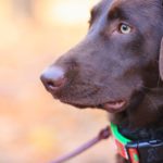 Comment choisir le collier idéal pour son chien : guide d’achat et conseils