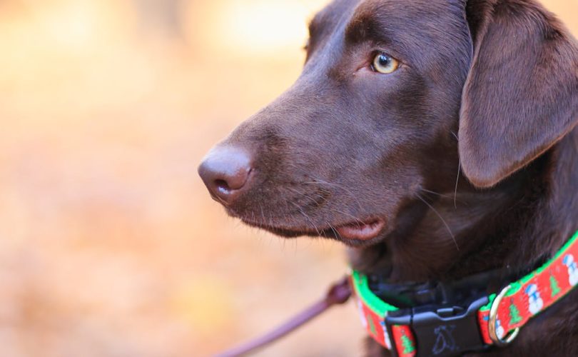 découvrez notre large sélection de colliers pour chiens, alliant confort, style et sécurité. parfaits pour toutes les tailles et races, nos colliers sont conçus pour répondre à tous vos besoins. offrez à votre compagnon à quatre pattes un accessoire durable et tendance!