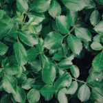 Découvrez le charme du raffinement naturel au quotidien