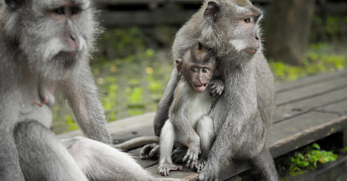 découvrez bali, l'île des dieux en indonésie : plages paradisiaques, rizières verdoyantes, temples majestueux et culture unique pour un voyage inoubliable.