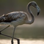 Les dernières actualités du monde animal sur Animaux Magazine