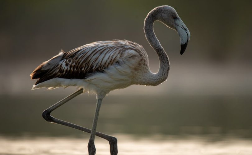 découvrez les dernières actualités sur les animaux : espèces menacées, découvertes scientifiques, protection de la faune, histoires insolites et conseils pour le bien-être animal.