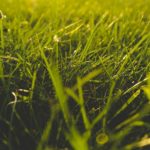 Comment conserver un gazon dense avec une Tonte de pelouse 95 ?